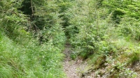Borberg Weg Trail einfach Geil