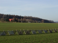 Herrenwalde Rehe in der Ortslage Herrenwalde