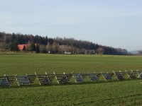 Herrenwalde Rehe in der Ortslage Herrenwalde