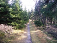 Trail oben angekommen gibt es dann diesen Trail einfach nur geil zu fahren