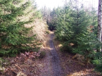 Trail oben angekommen gibt es dann diesen Trail einfach nur geil zu fahren