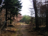 Trail oben angekommen gibt es dann diesen Trail einfach nur geil zu fahren