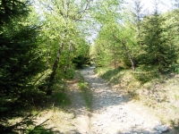 Lauscheanstieg alter Weg hoch zur Lausche von CZ Seite her