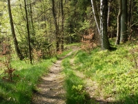 Trail