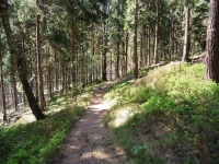 Trail