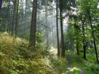 Morgensonne die sich den Fr&#252;hnebel holt sah einfach gut aus