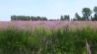 Blumenhang mitten im Wald