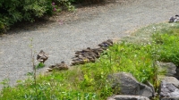 bei der Hitze schlafen selbst die Enten