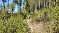 Trail hinunter vom Gipfel