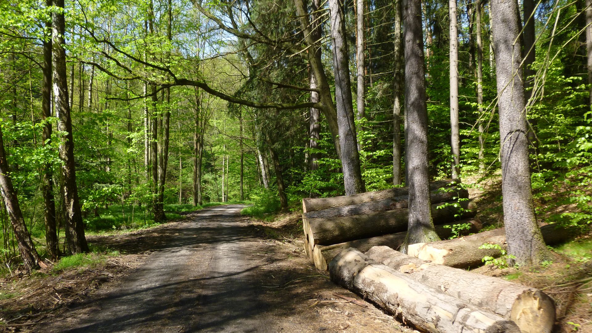 Waldweg